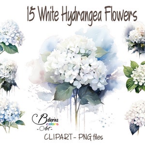 15 White Hydrangea clipart, Hydrangea print, White Hydrangea paiting, White flowers painting, Wedding Hydrangea, white Hydrangea Png