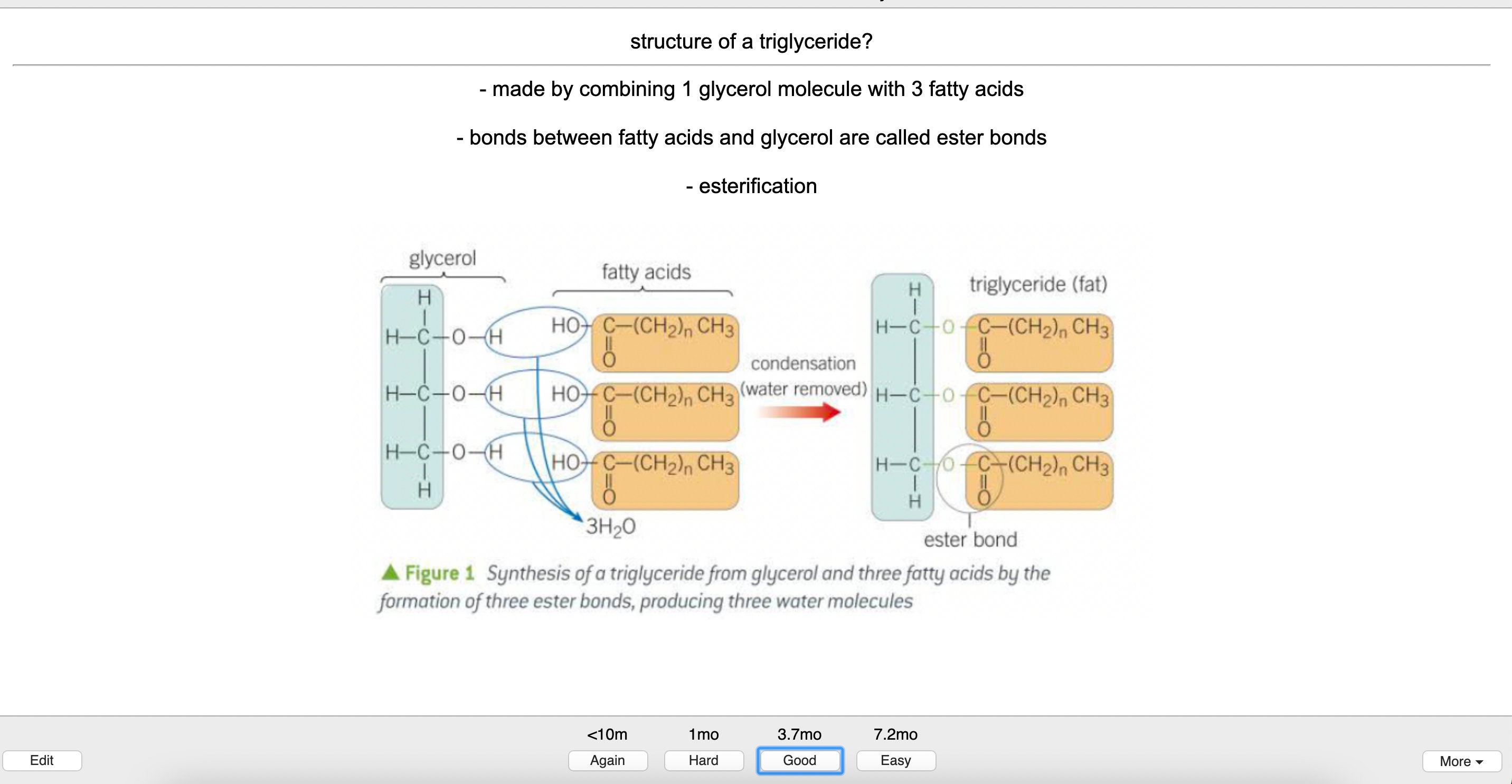 A Level Biology Anki Flashcards AS and A2 Content Etsy
