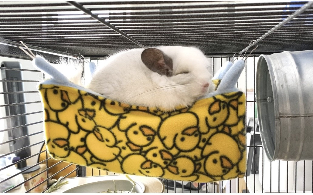 Chinchilla travel cage discount