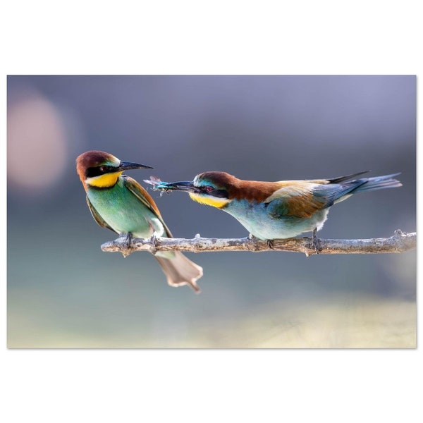 The offering among the bee-eaters of Europe, aluminum painting