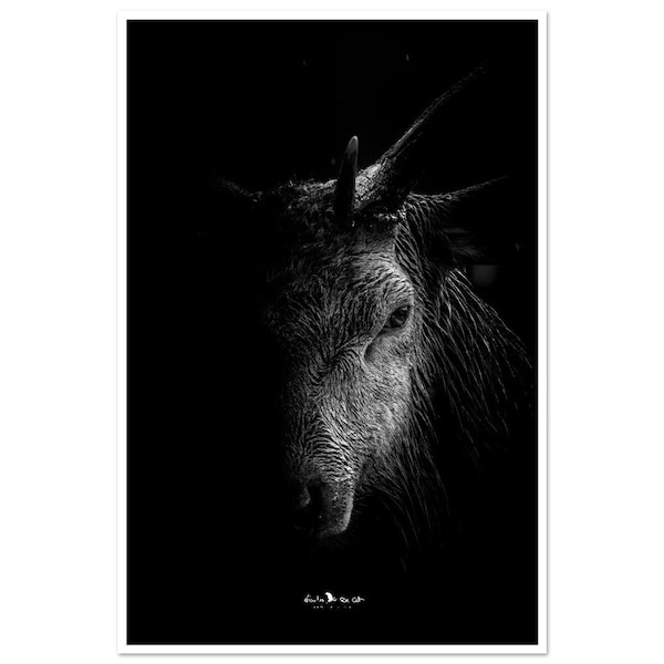 Cerf en clair-obscur, poster premium en papier mat