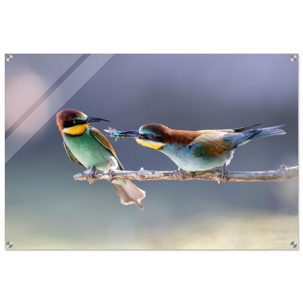 The offering among the bee-eaters of Europe, plexiglass painting