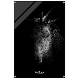 Deer in chiaroscuro, plexiglass painting
