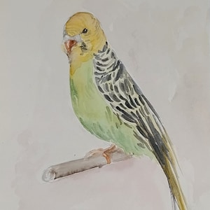 Acquarello originale di pappagallo/ pittura di uccello/ pappagallo giallo dipinto/ritratto ad acquarello di uccello/animali ad acquarello