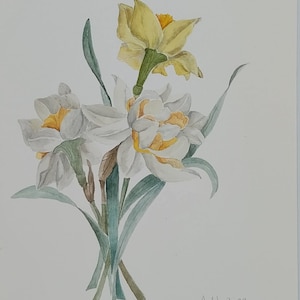 Original Aquarell von Narzissen / Botanisches Aquarell / Blumenmalerei / Aquarellblume / Narzissenmalerei / Blumenwanddekoration