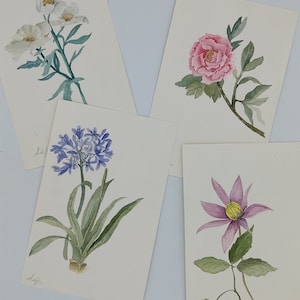 Set di 4 acquarelli originali di Fiori erbario peonia agapantus pittura ad acquarello di fiori set acquarelli