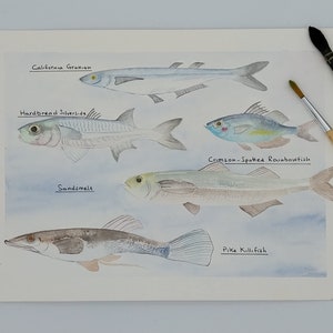 Fish pesci acquarello pesci mare