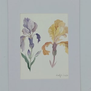 Acquarello originale di Iris/ Acquarello botanico/ pittura di fiore/ fiore ad acquarello/ Iris dipinto/ decorazione parete fiori