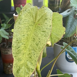 Philodendron Paraiso Verde