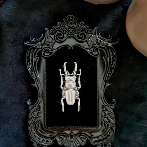 Può includere: Una statuetta di scarabeo color argento montata all'interno di una cornice rettangolare nera e ornata. Lo scarabeo presenta mandibole prominenti e un corpo segmentato, centrato su uno sfondo nero vellutato all'interno della cornice.