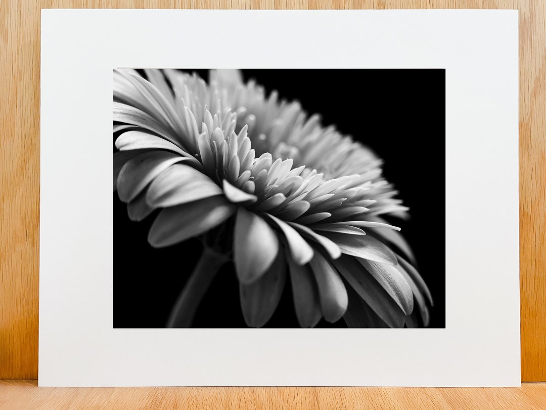 Gerbera Daisy Photography Print/ Black and White Wall Art - Etsy