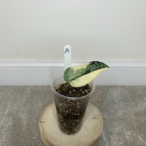 Scindapsus Pictus Mayari