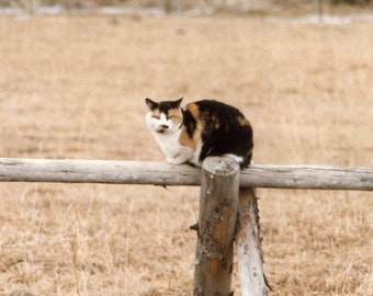 Calico Cat on a Fence Clipart PNG, background png, cat png, peaceful png, sleeping cat png, calico cat image, calico cat png