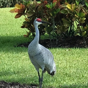 Puede incluir: Una grulla de arena gris con una corona roja se encuentra en un césped verde.