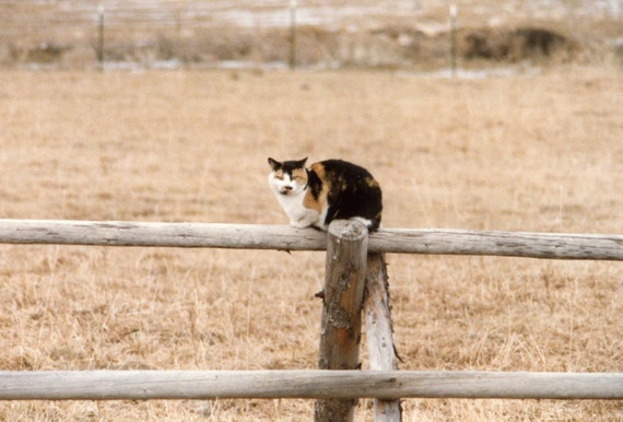 Calico Cat on a Fence Clipart PNG, background png, cat png, peaceful png, sleeping cat png, calico cat image, calico cat png