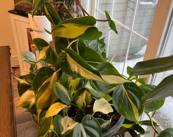 Philodendron Brazil cuttings
