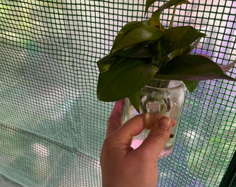 Golden pothos cuttings