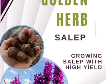 Guide de culture Salep : culture à haut rendement (manuel PDF)