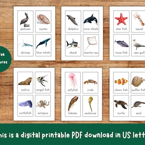 Animal Flash Cards, Pet Farm Animal Flashcards, Zoo Jungle Animals, Sea Creatures, Bugs Insects, Educational Printable, Toddler Flashcards image 5