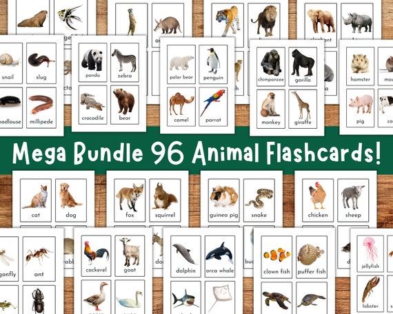 Animal Flash Cards, Pet Farm Animal Flashcards, Zoo Jungle Animals, Sea Creatures, Bugs Insects, Educational Printable, Toddler Flashcards