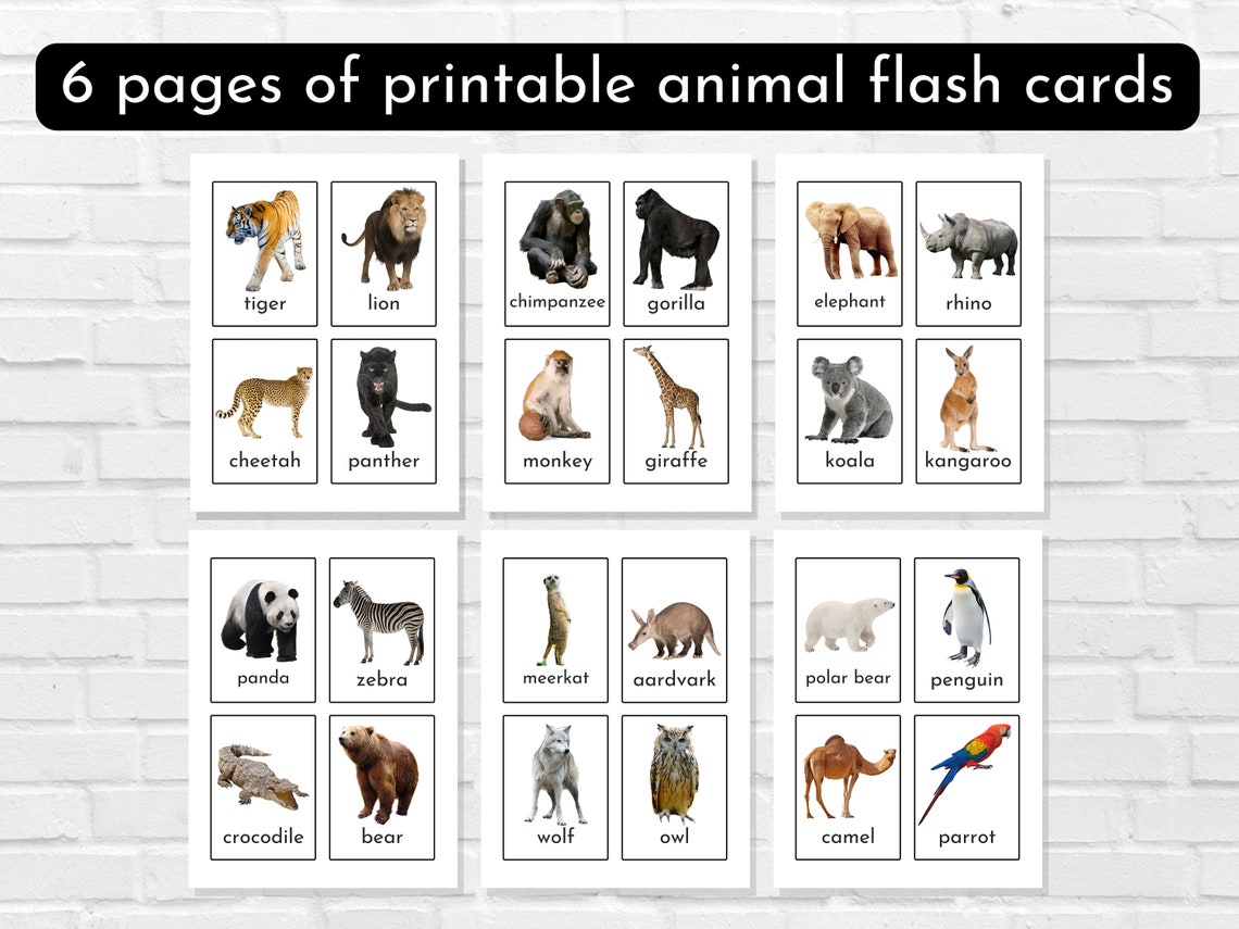 Jungle Animal Flash Cards, Wild Animals, World Animals Educational