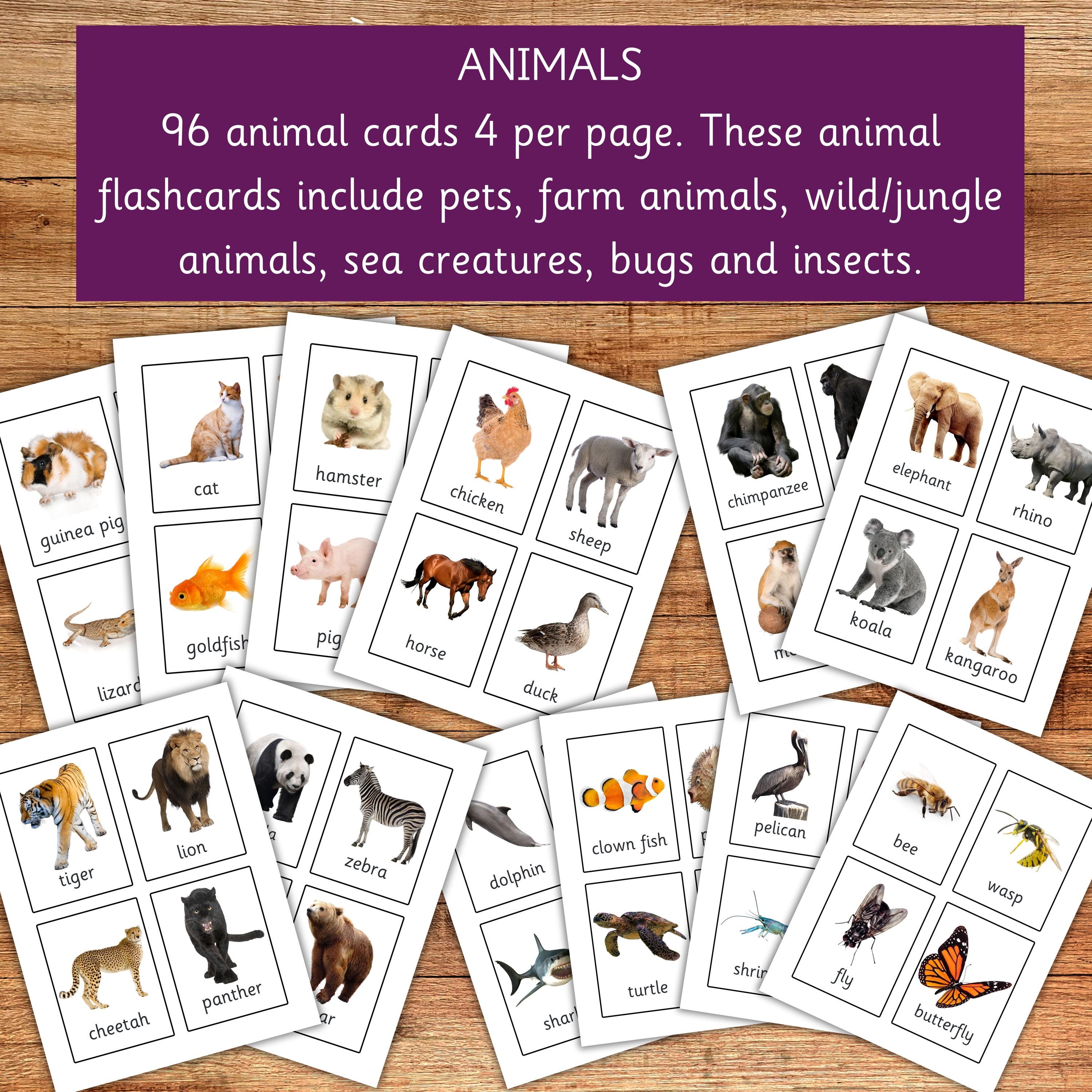 600+ Kids Flashcards Bundle, Perfect for Early Learning and Speech ...
