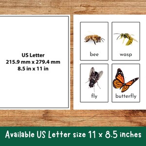 Animal Flash Cards, Pet Farm Animal Flashcards, Zoo Jungle Animals, Sea Creatures, Bugs Insects, Educational Printable, Toddler Flashcards image 6