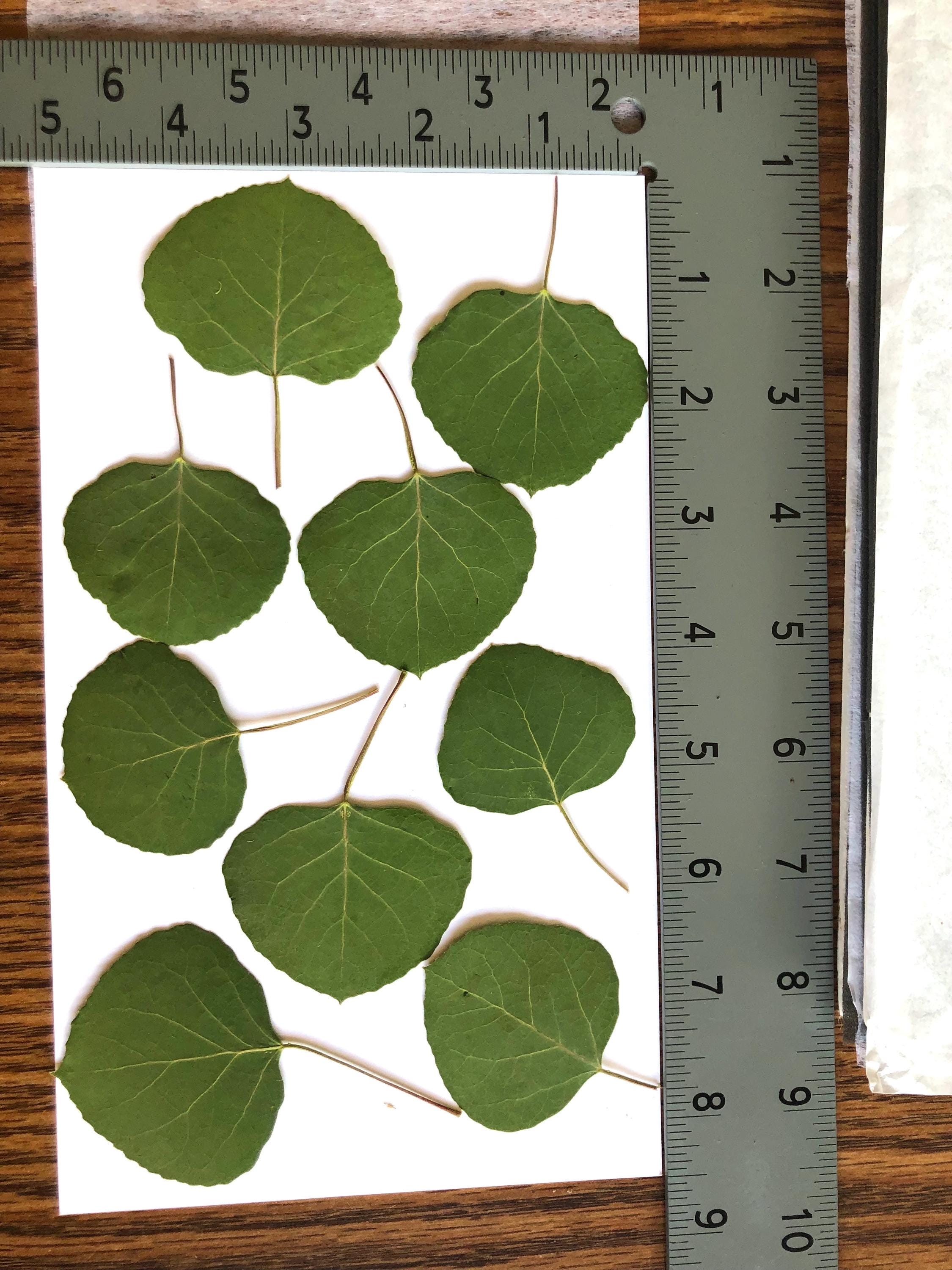 9 pieces  Pressed aspen leaves Green Color