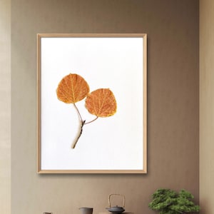 Digital file for download of photo of Pressed Real Aspen leaves download only for art print and wall decoration  greeting cards and more