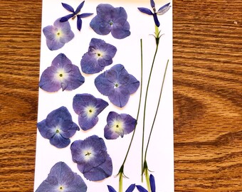 On Sale and Free Shipping The subject  pack of pressed mixed flowers  and green leaves  mixed colors and sizes