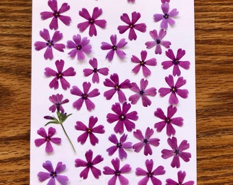 Free Shipping The subject  pack of pressed creeping phlox/pressed  creeping phlox flowers  /real pressed flowers/ mixed sizes and colors