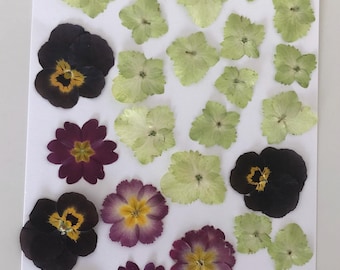 The subject pack of pressed flower , you will get what you see on the photo