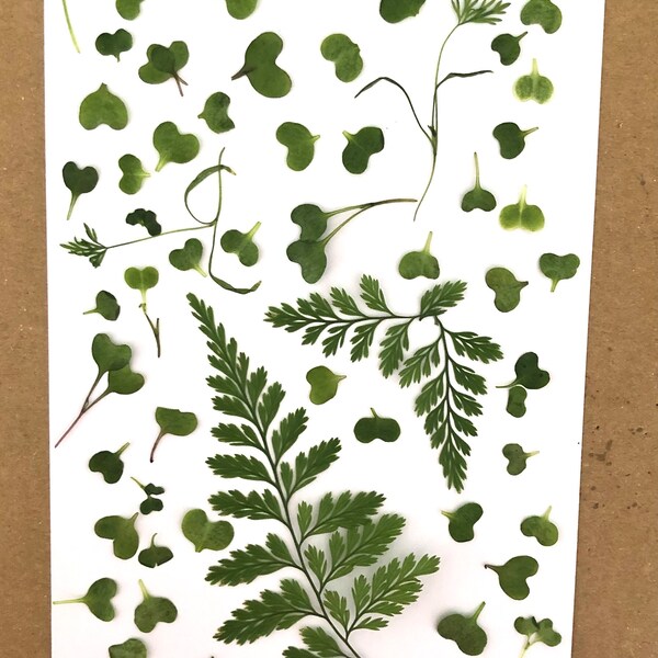 Free Shipping one pack of pressed  Rabbit Foot Fern mixed size 15 plus pieces Pressed green fern real fern pressed Davallia fejeensis fern