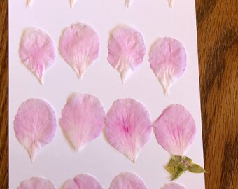 Free Shipping The subject  pack of pressed  geranium hybrid flower pedals /pressed  real pressed flowers/16 geranium pedals
