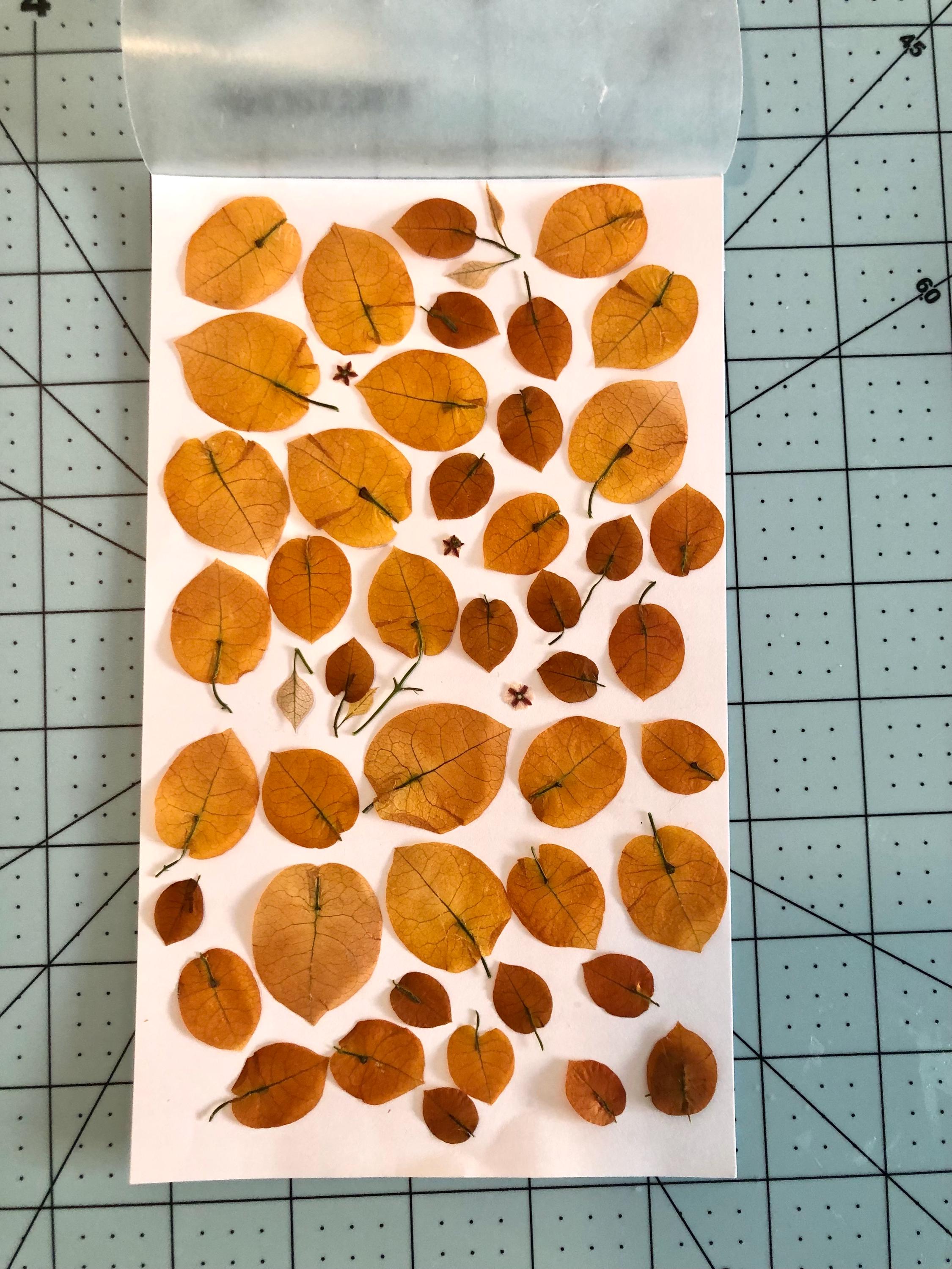The subject pack of pressed  California Gold Bougainvillea for your DIY project  mixed size , more than 30 pieces