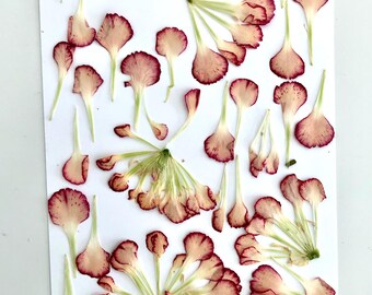 The subject pack of pressed mini carnation flowers  , you will get what you see in the  photo