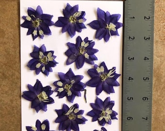 13 pieces pressed  dark blue  flowers for your DIY project  mixed size