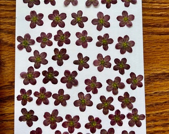 Free Shipping The subject  pack of pressed saxifrage flowers /pressed saxifrage flowers  /real pressed flowers/ mixed sizes over 55  flowers