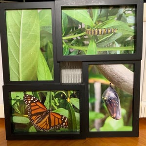 May include: A collage of four photos showing the life cycle of a monarch butterfly. The first photo shows a green leaf, the second shows a caterpillar on a green leaf, the third shows a chrysalis hanging from a branch, and the fourth shows a monarch butterfly with orange and black wings on a green leaf.