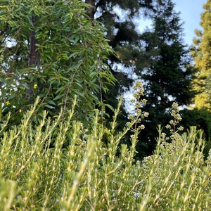 May include: A close-up view of a patch of green rosemary growing in a garden. The rosemary is in focus, while the background trees are out of focus.