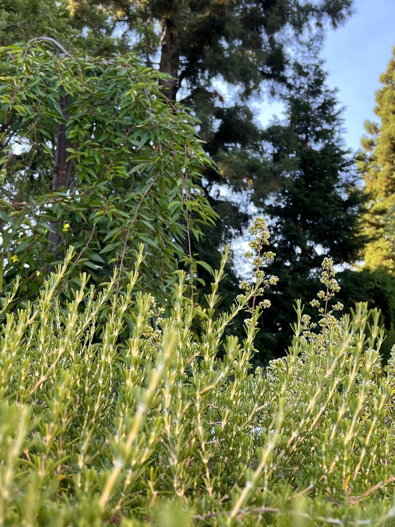 May include: A close-up view of a patch of green rosemary growing in a garden. The rosemary is in focus, while the background trees are out of focus.