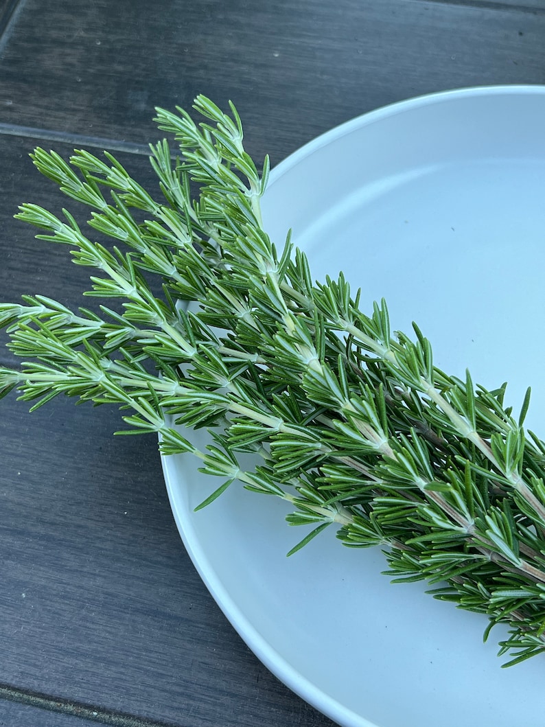May include: A bunch of fresh green rosemary sprigs on a white plate.