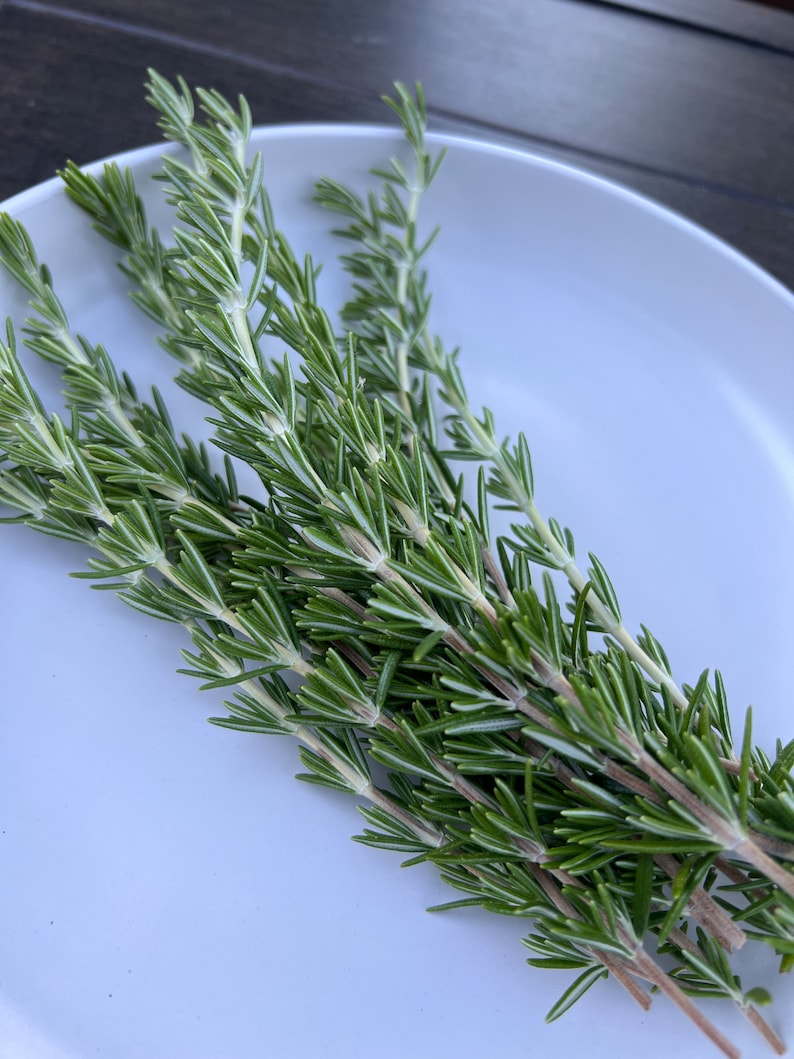 May include: A bunch of fresh green rosemary sprigs on a white plate.