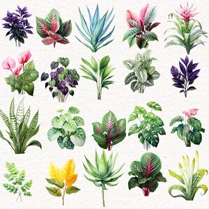 Puede incluir: Una colecci&oacute;n de 20 ilustraciones de acuarela de diversas plantas tropicales, incluyendo helechos, suculentas y plantas de hoja. Las ilustraciones est&aacute;n en una variedad de colores, incluyendo verde, azul, rojo y morado.