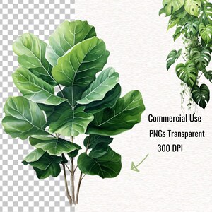 Puede incluir: Una ilustraci&oacute;n de acuarela de una planta verde frondosa con hojas grandes. La planta est&aacute; aislada sobre un fondo blanco. La imagen est&aacute; etiquetada como "Uso comercial PNGs transparentes 300 DPI".