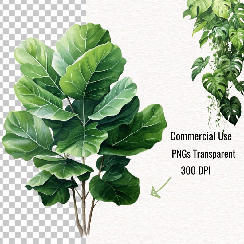 Puede incluir: Una ilustraci&oacute;n de acuarela de una planta verde frondosa con hojas grandes. La planta est&aacute; aislada sobre un fondo blanco. La imagen est&aacute; etiquetada como "Uso comercial PNGs transparentes 300 DPI".