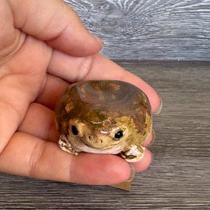 May include: A small, round, hand-painted ceramic frog figurine with a glossy brown and tan mottled finish. The frog has a wide, flat body, a smooth top surface, and two small, dark, glossy eyes positioned on the front of its face.