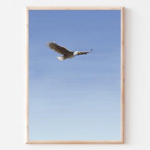 Poster Adler am Himmel Adler fliegend |  Poster Weißkopfseeadler | Tierposter segelnder Adler Poster Freiheit Weite | A4 | personalisierbar