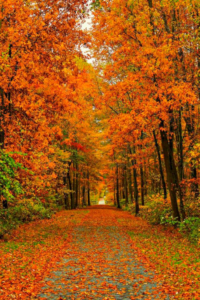 Autumn Background, Fall Backdrop Triails Photography Composite With ...