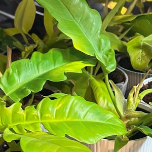 Rare Philodendron Golden Crocodile Plant – Live Rooted Starter or 4in Pot | Serrated Leaves | Philodendron &#39;Golden Saw&#39; Yellow Ring of Fire